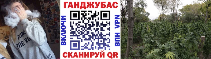 Конопля гибрид  как найти закладки  Бабаево 
